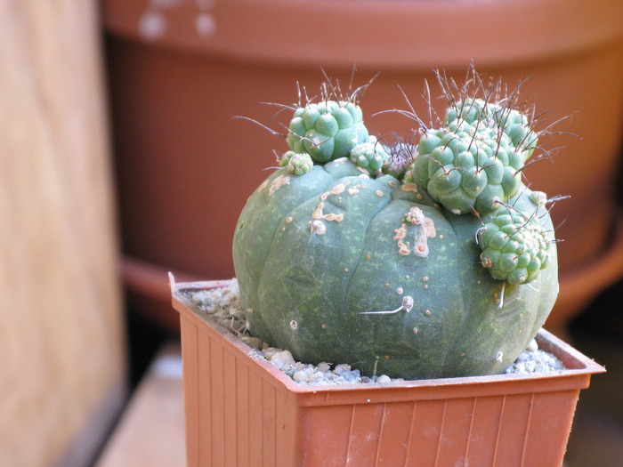 Matucana polzii - CACTACEAE - diverse specii si genuri