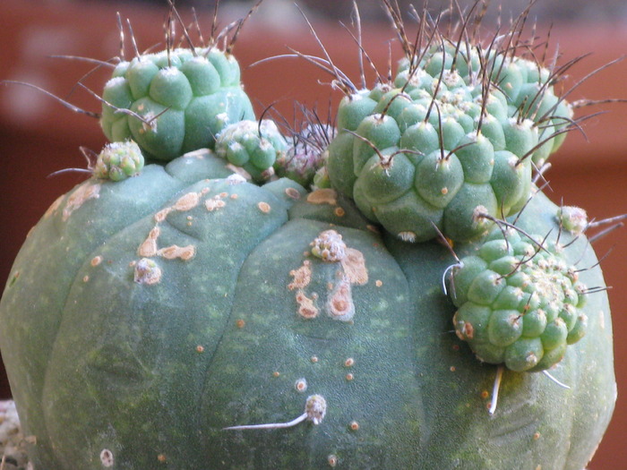 Matucana polzii - CACTACEAE - diverse specii si genuri