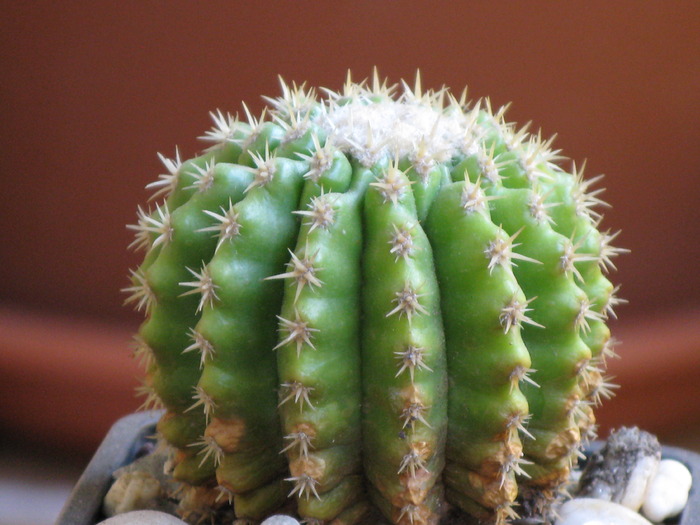 ECHINOCACTUS GRUSONII VAR. BREVISPINUS - CACTACEAE - diverse specii si genuri