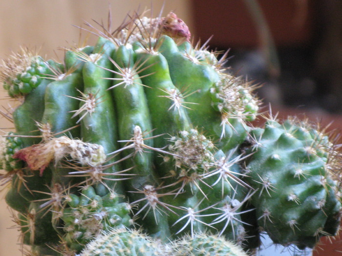 IMG_0165 - CACTACEAE - diverse specii si genuri