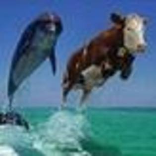 O VACA VREA SA FIE DELFIN - HAIOS