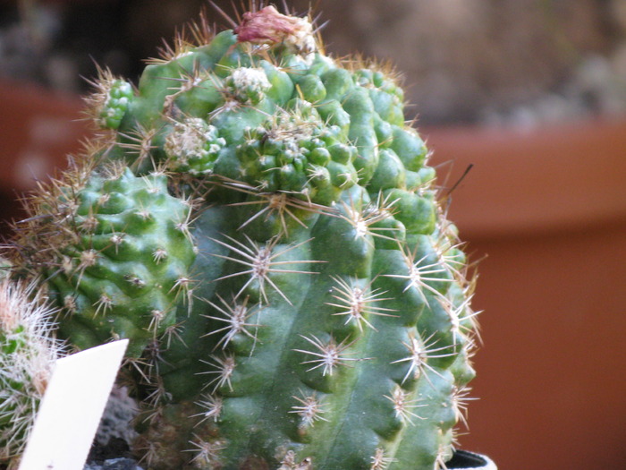 IMG_0170 - CACTACEAE - diverse specii si genuri