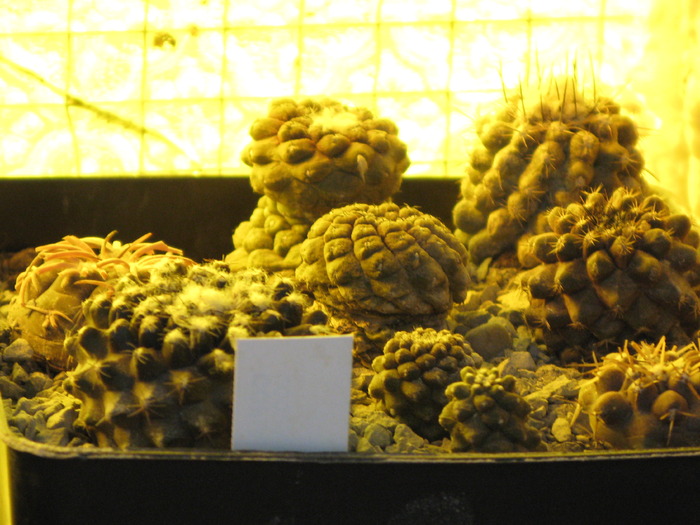 IMG_0189 - CACTACEAE - diverse specii si genuri