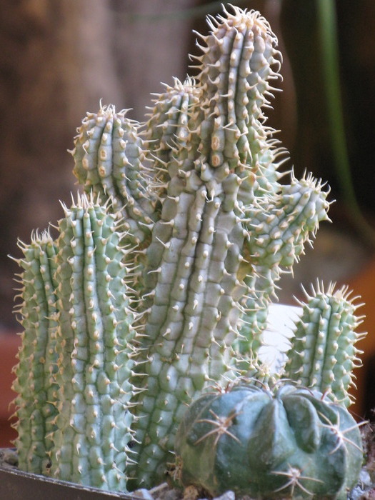 Hoodia macrantha, Lobivia jajoiana var. paucicostata