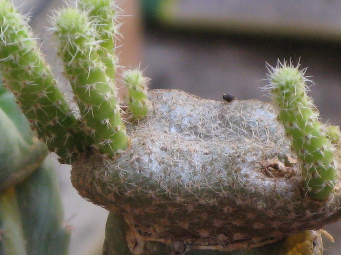 Puna clavarioides fma cristata - CACTACEAE - diverse specii si genuri