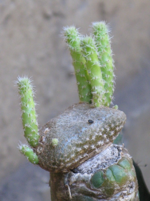 Puna clavarioides fma cristata - CACTACEAE - diverse specii si genuri