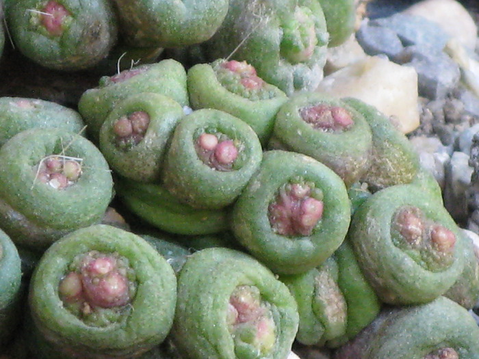 Mammillaria bocasana cv. FRED - CACTACEAE - diverse specii si genuri