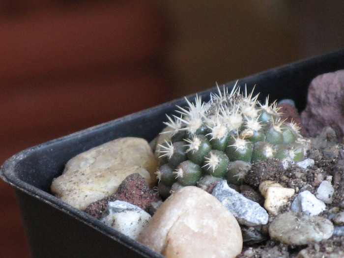 IMG_0216 - CACTACEAE - diverse specii si genuri