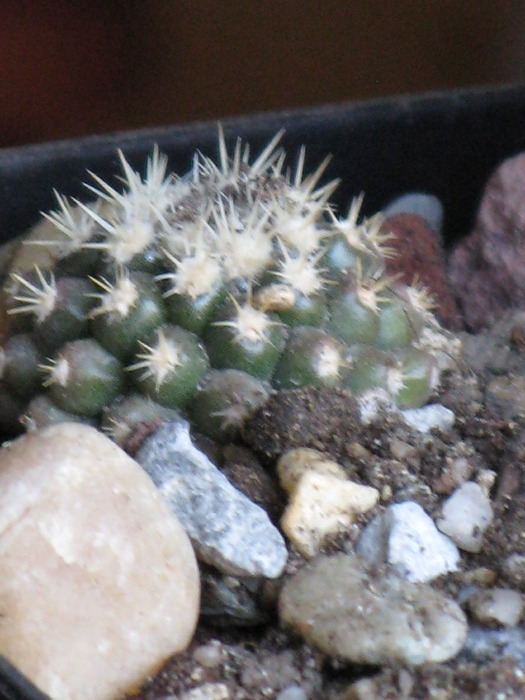 IMG_0217 - CACTACEAE - diverse specii si genuri