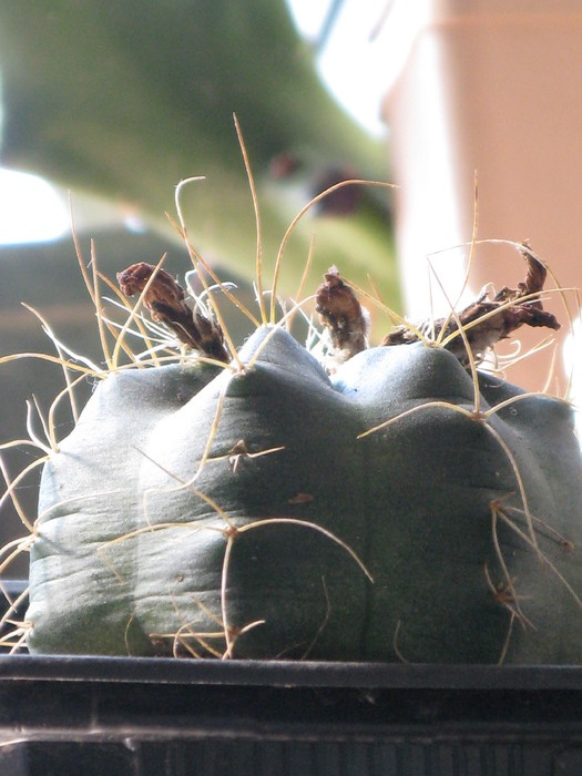 Echinocereus knippelianus v knippelianus