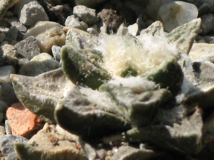 Ariocarpus scapharostrus