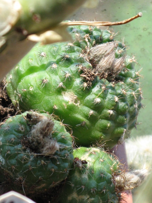 Frailea schilinzkyana