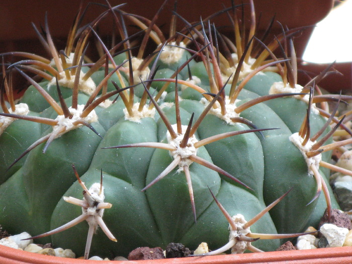 Gymnocalycium saglionis