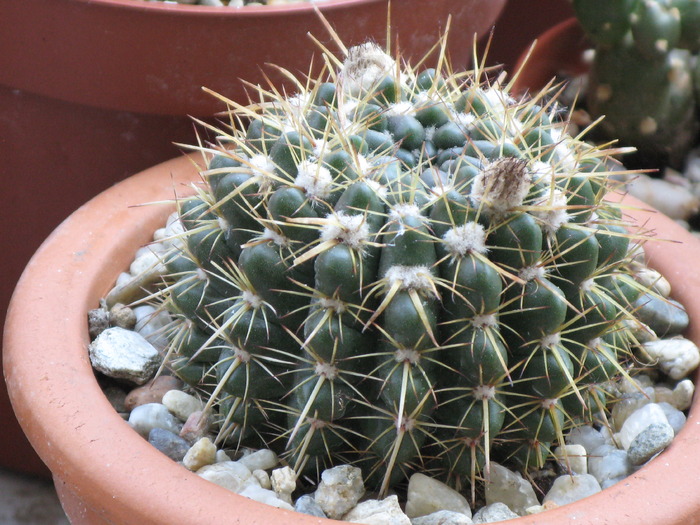 Notocactus mammulosus