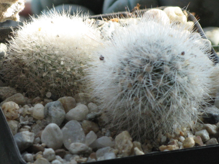 Notocactus haselbergii