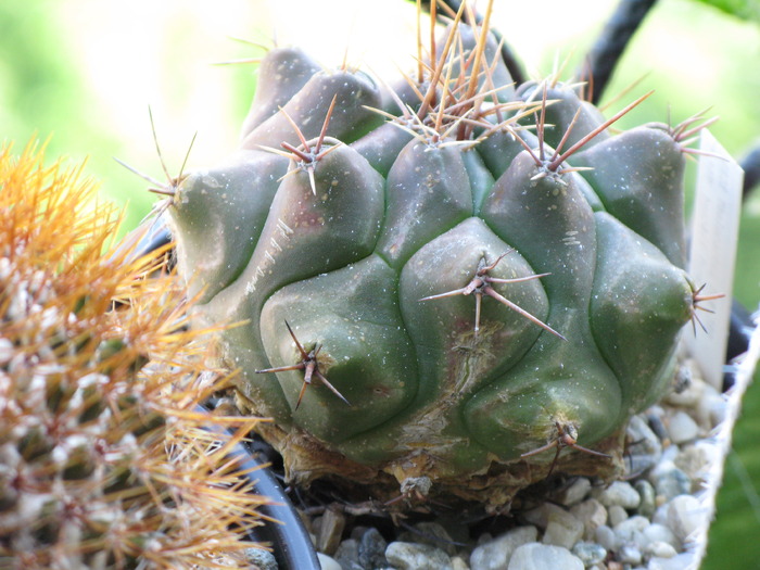 IMG_0262 - CACTACEAE - diverse specii si genuri