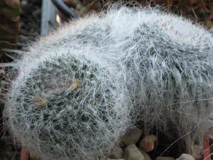Mammillaria hahniana - CACTACEAE - diverse specii si genuri