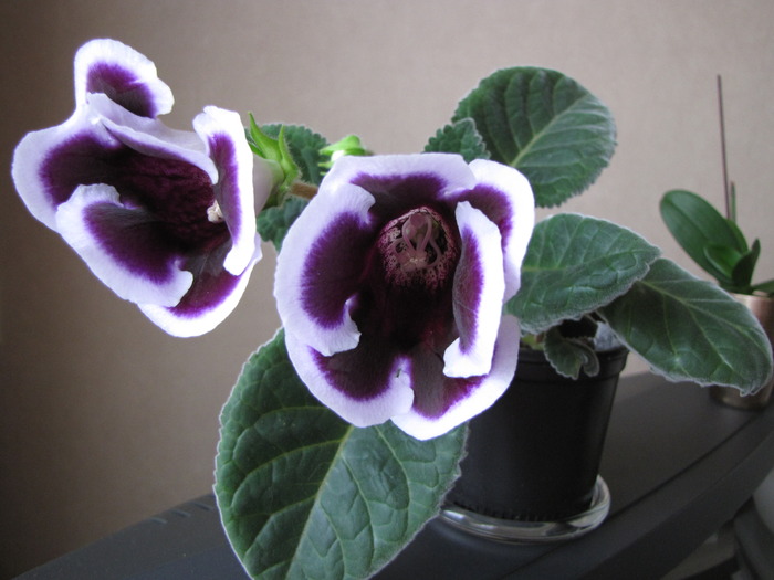 Gloxinia Kaiser Wilhelm 26 mai 2010 (1)