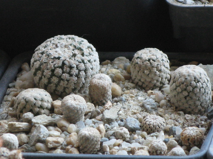 IMG_9696 - CACTACEAE - diverse specii si genuri