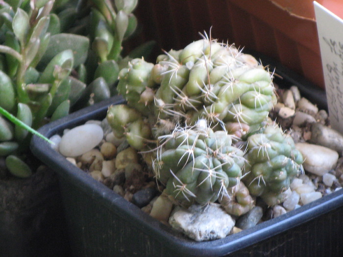 Lobivia.wrightii.f.monstruosa - CACTACEAE - diverse specii si genuri