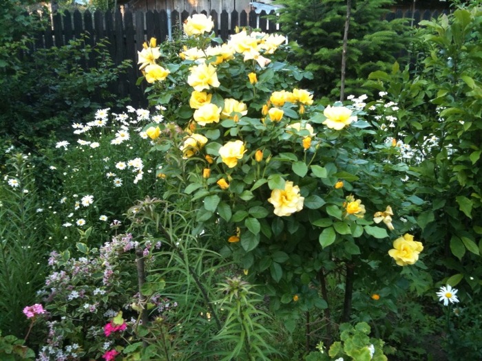 Trandafirul galben cocotat - flori si animale 2010
