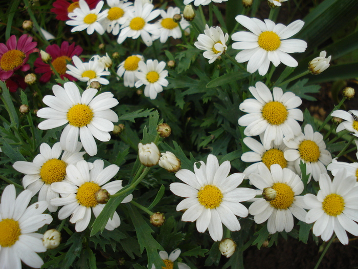 Daisy Madeira White (2010, May 23) - Argyranthemum Madeira White