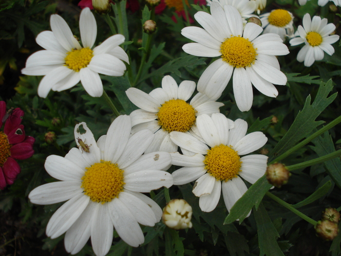 Daisy Madeira White (2010, May 23) - Argyranthemum Madeira White