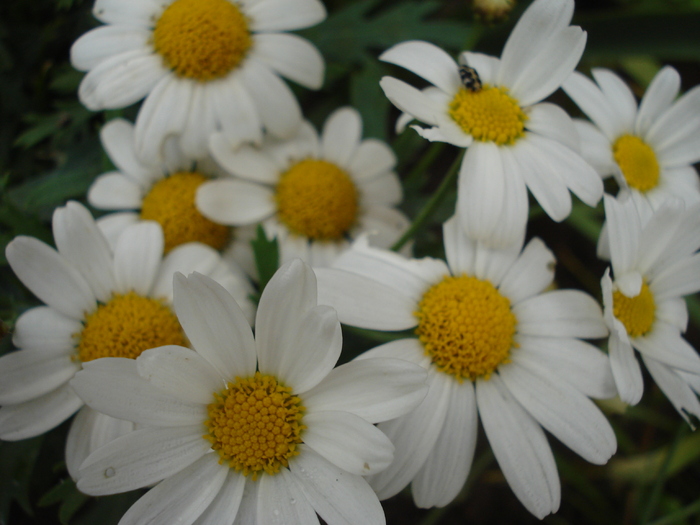 Daisy Madeira White (2010, May 23) - Argyranthemum Madeira White