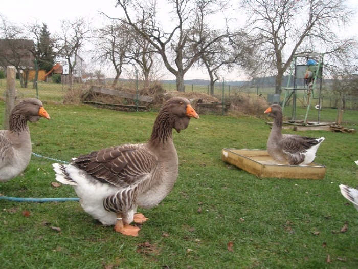 gans-1 - gaste toulouse