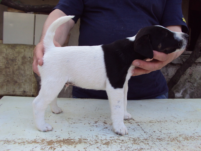 M 2010 - Familie de FOX TERRIER NETED