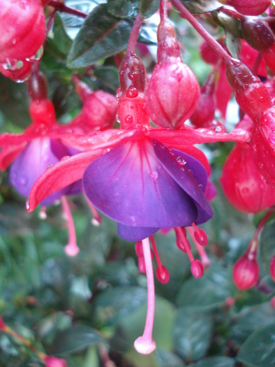 Fuchsia Mrs Popple (2010, May 21)