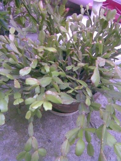 Schlumbergera - Cactusi
