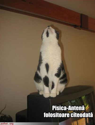 poze-amuzante-pisica-antena - glume