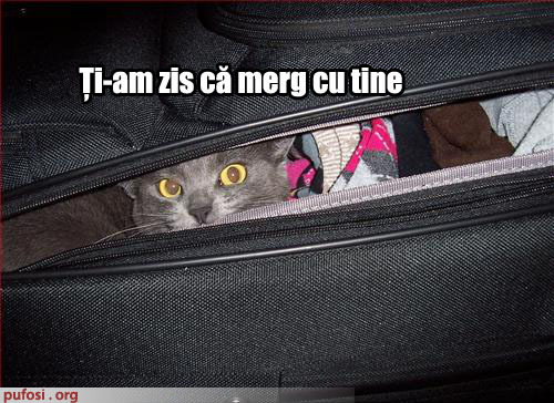 poze-amuzante-pisica-s-a-strecurat-in-bagajele-stapanului - glume