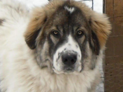 FURDUI DE MIHAILESTI