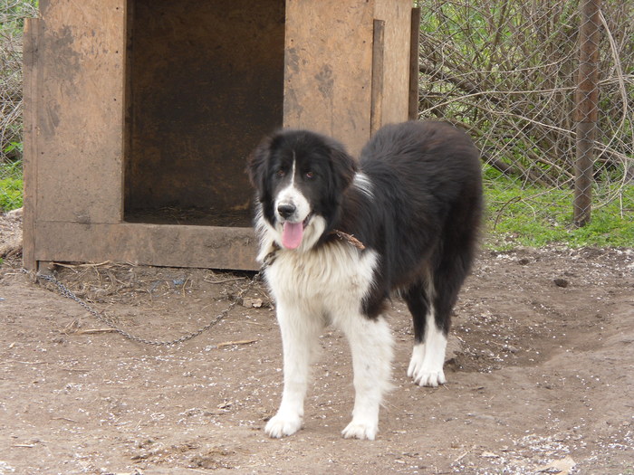 SAM_0791 - CIBANESC DE BUCOVINA FEMELA 1