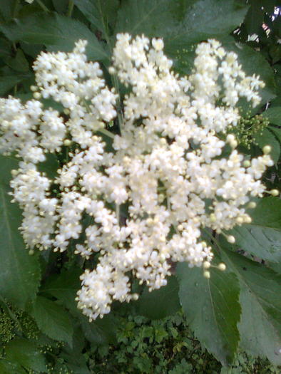 Floare de soc - Plante medicinale