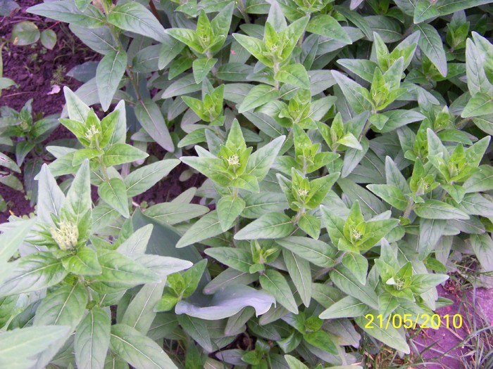 100_8913 - 23 26 Mai 2010