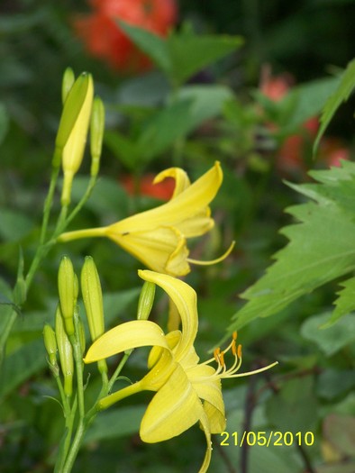 100_8946 - 23 26 Mai 2010