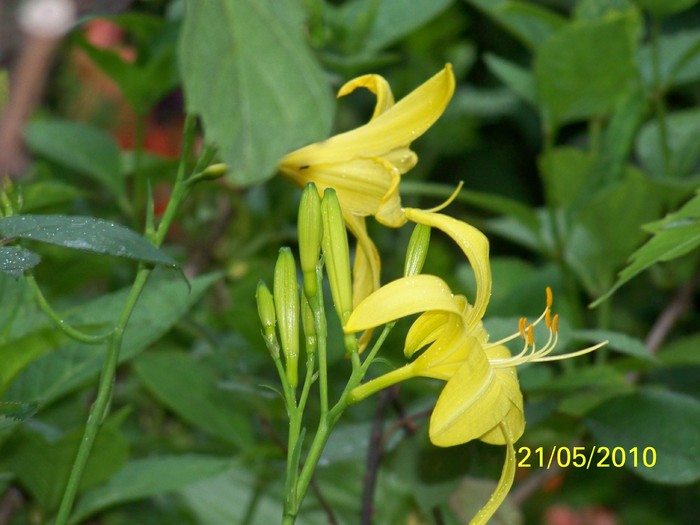 100_8951 - 23 26 Mai 2010