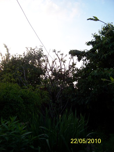 100_9065 - 23 26 Mai 2010