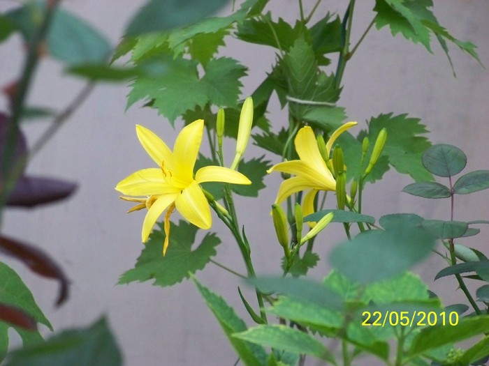 100_9089 - 23 26 Mai 2010