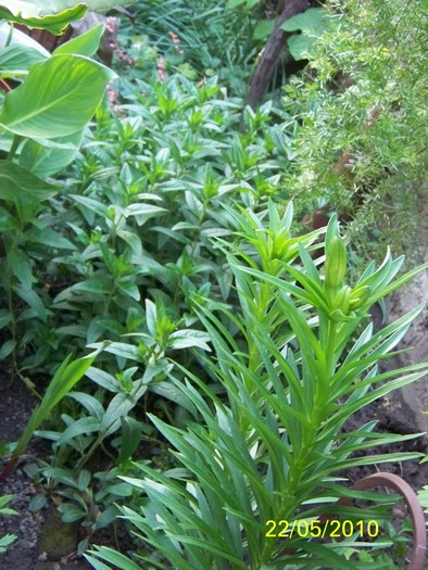 100_9119 - 23 26 Mai 2010