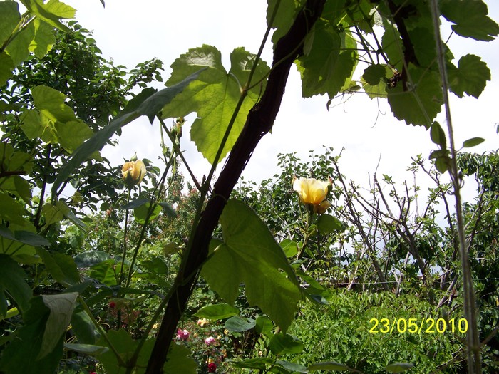 100_9125 - 23 26 Mai 2010