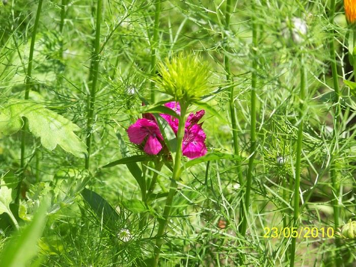 100_9142 - 23 26 Mai 2010