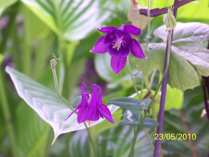 100_9225 - 23 26 Mai 2010