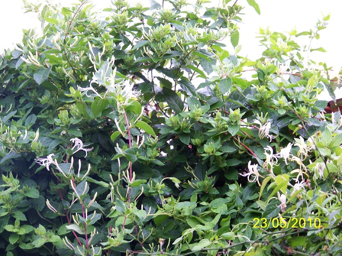 100_9237 - 23 26 Mai 2010