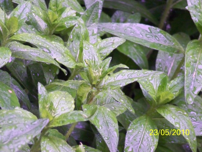 100_9242 - 23 26 Mai 2010