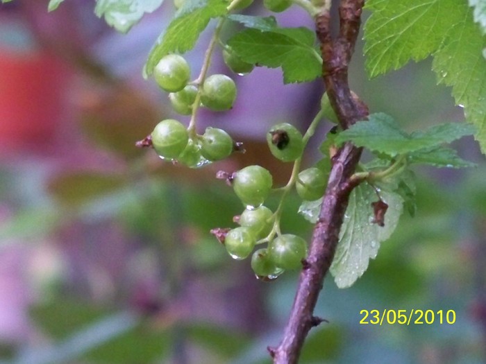 100_9253 - 23 26 Mai 2010