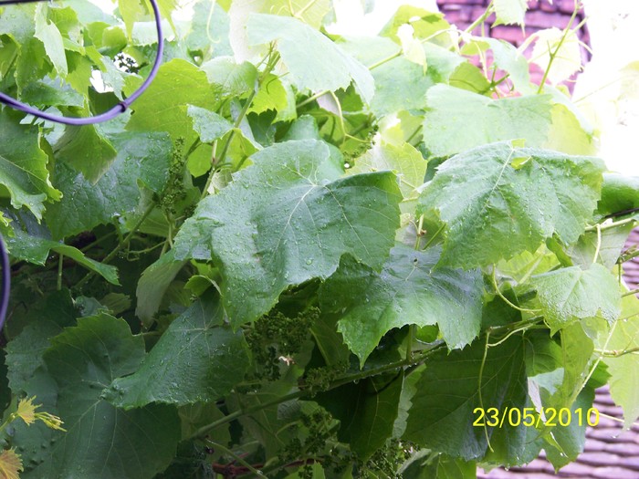 100_9264 - 23 26 Mai 2010